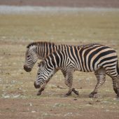  Lake Manyara, TZ